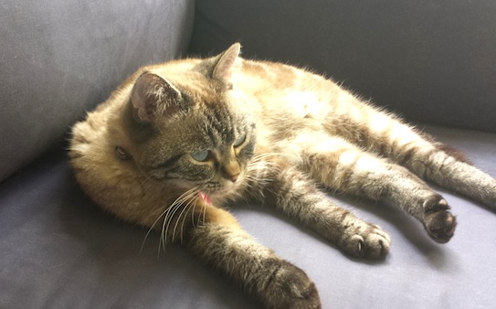 Gratuitous cat photo because it's Caturday and this is the internet. Zara is perfecting her stretching poses. She's a fitness nut.