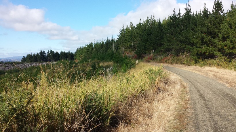 I took this photo while running, a pretty neat trick for me these days, considering I seemed to have lost my ability to stand up straight, let alone operate my phone camera while running. BUT THERE YOU HAVE IT. 